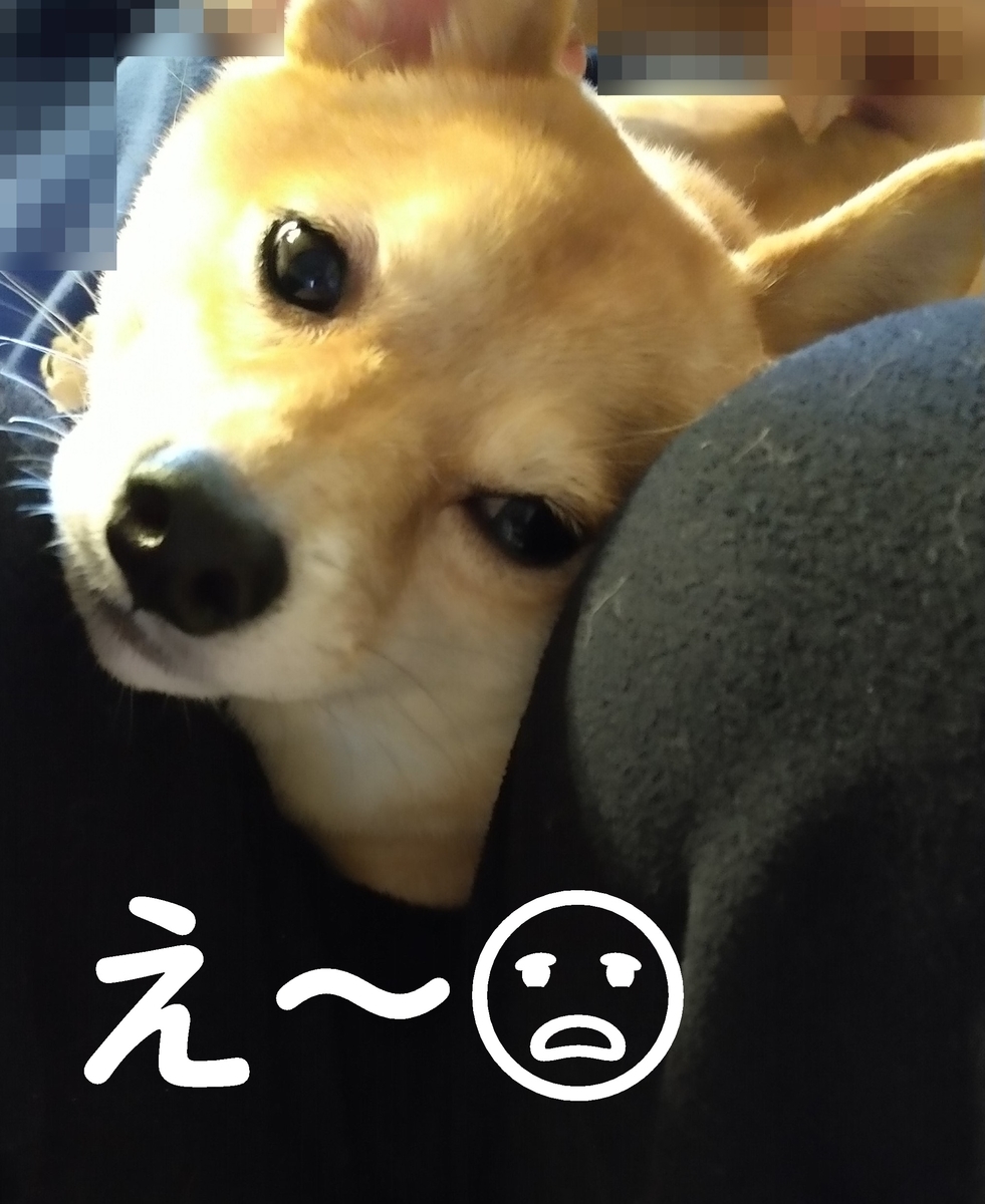 f:id:hanatara:20210511101057j:plain