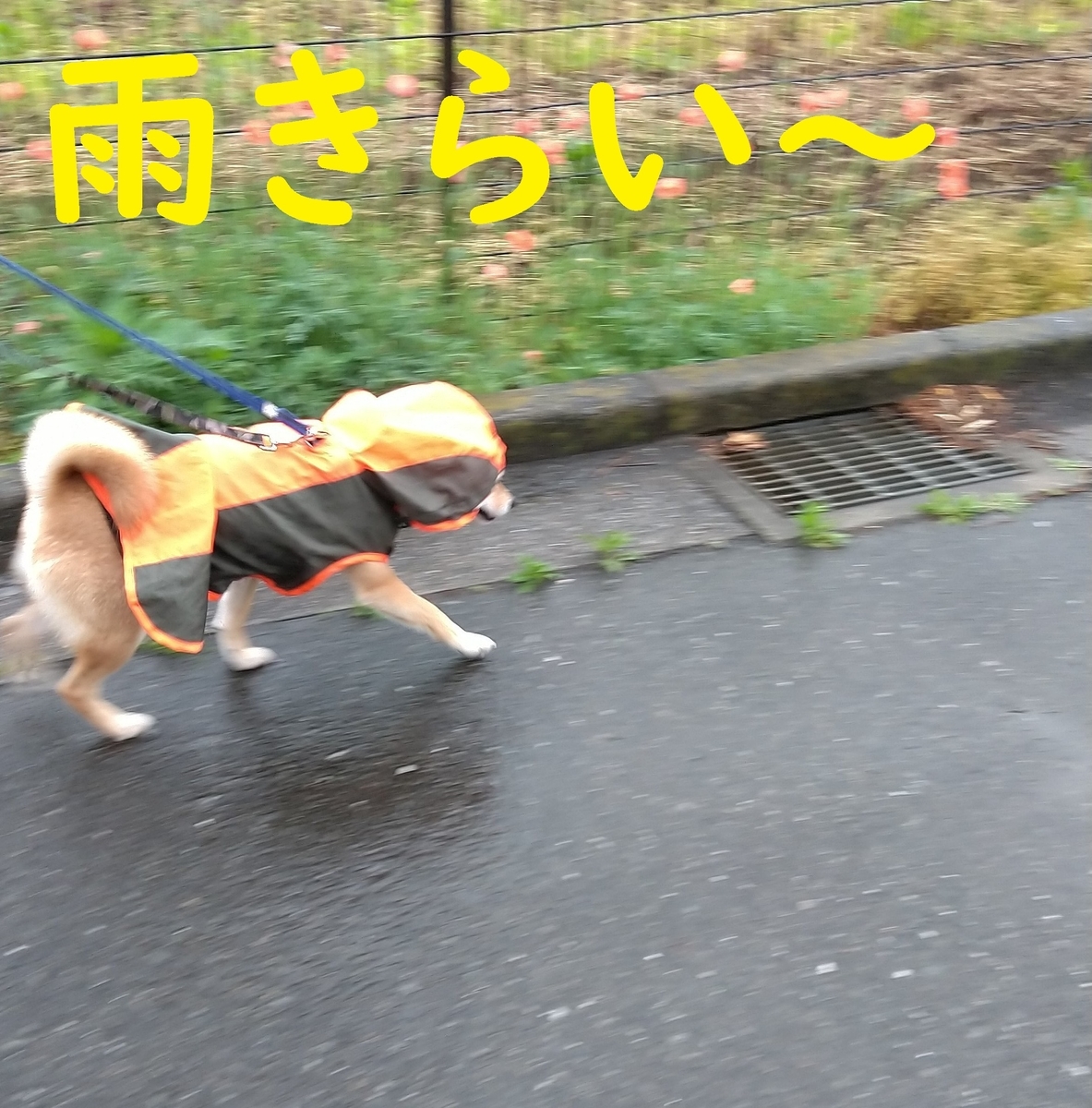 f:id:hanatara:20210511101424j:plain