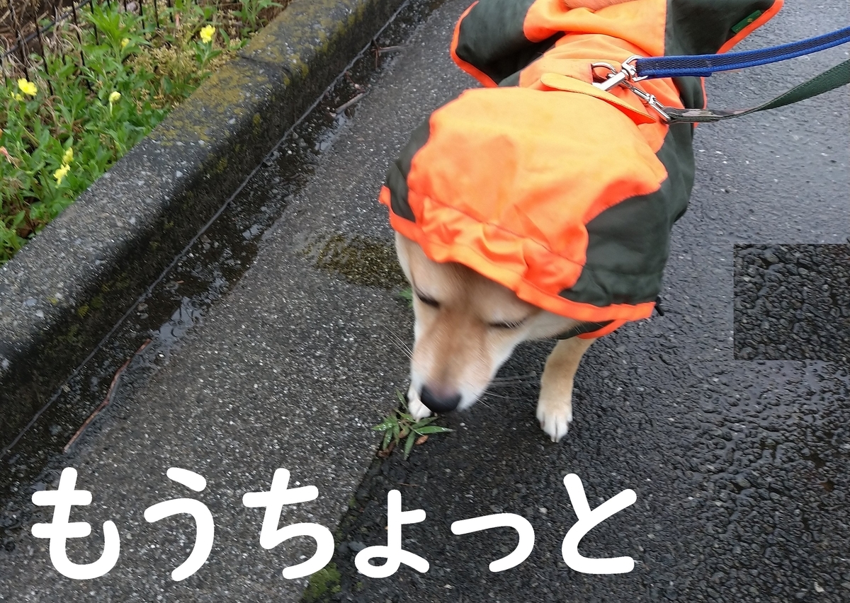 f:id:hanatara:20210511101815j:plain