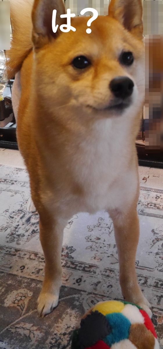 f:id:hanatara:20210511115947j:plain