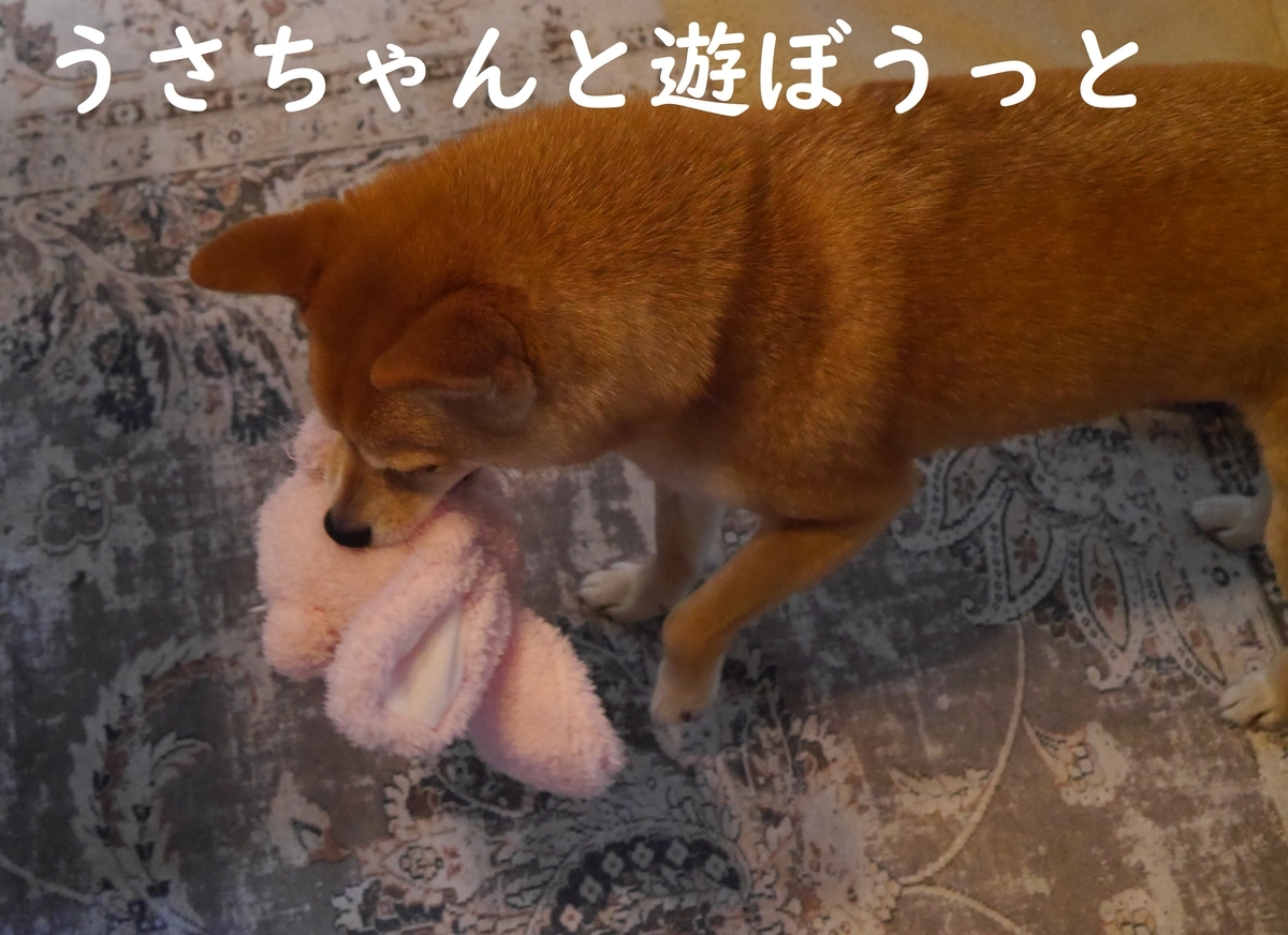 f:id:hanatara:20210511133914j:plain