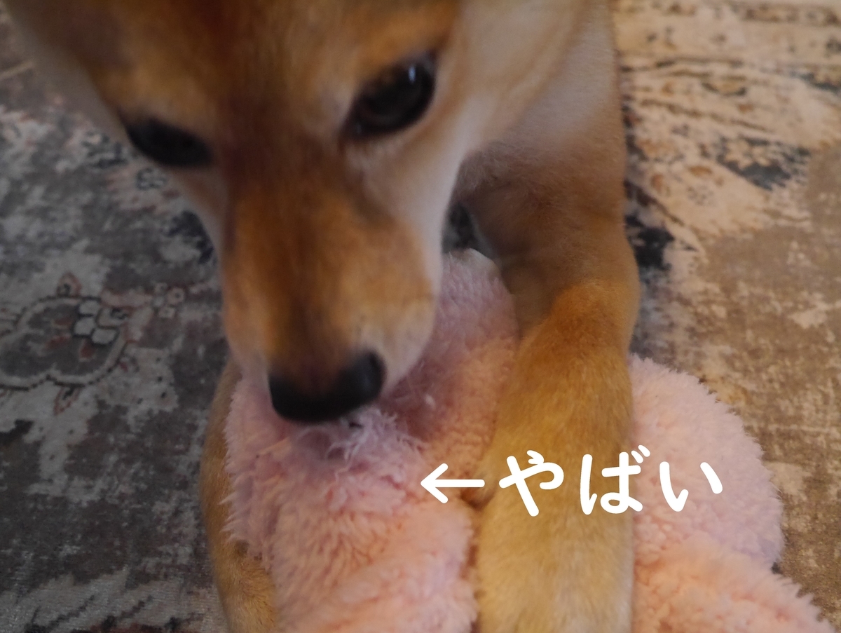f:id:hanatara:20210511134618j:plain
