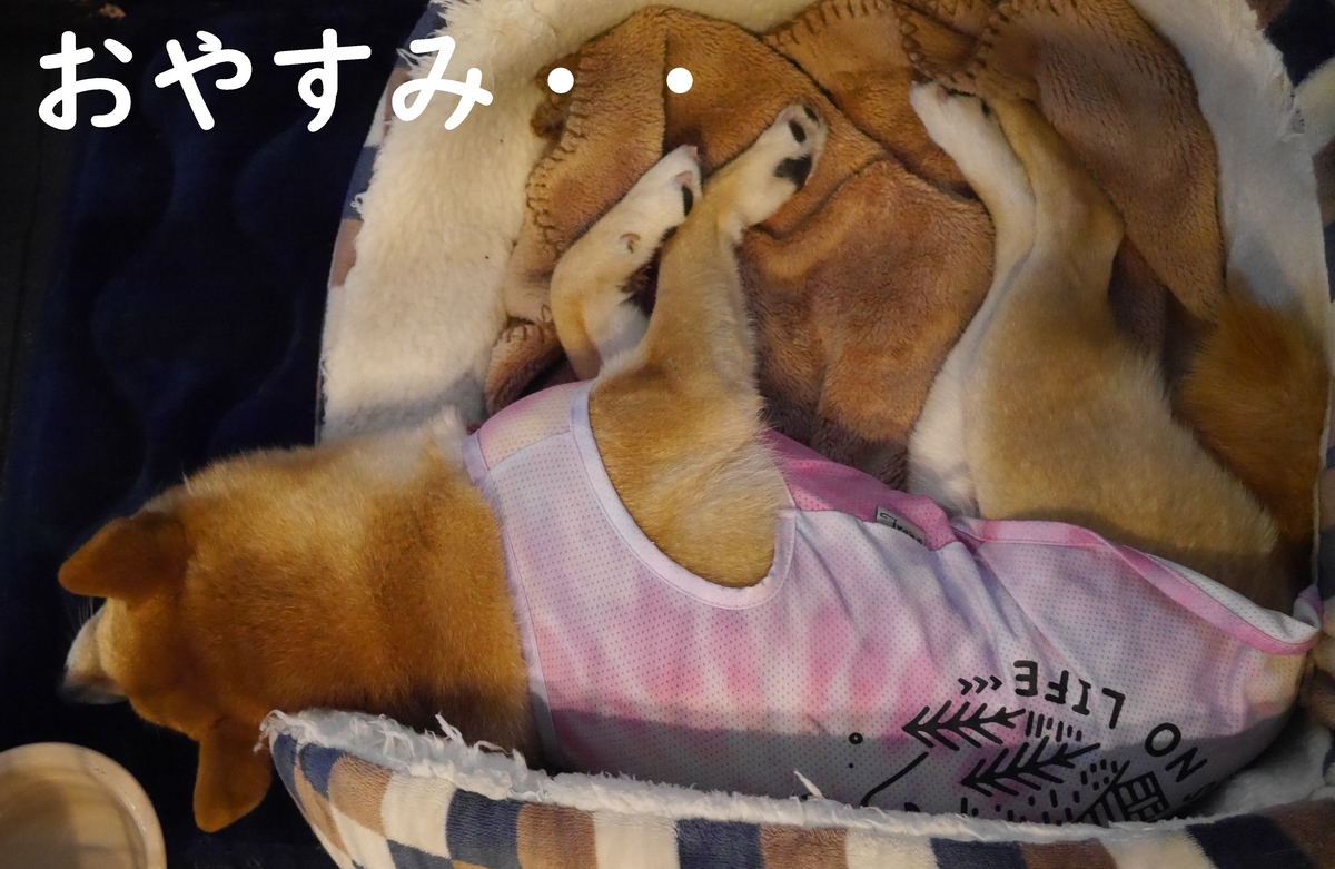 f:id:hanatara:20210515090820j:plain