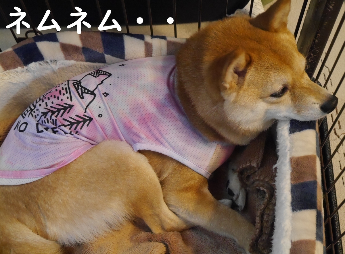 f:id:hanatara:20210515090916j:plain