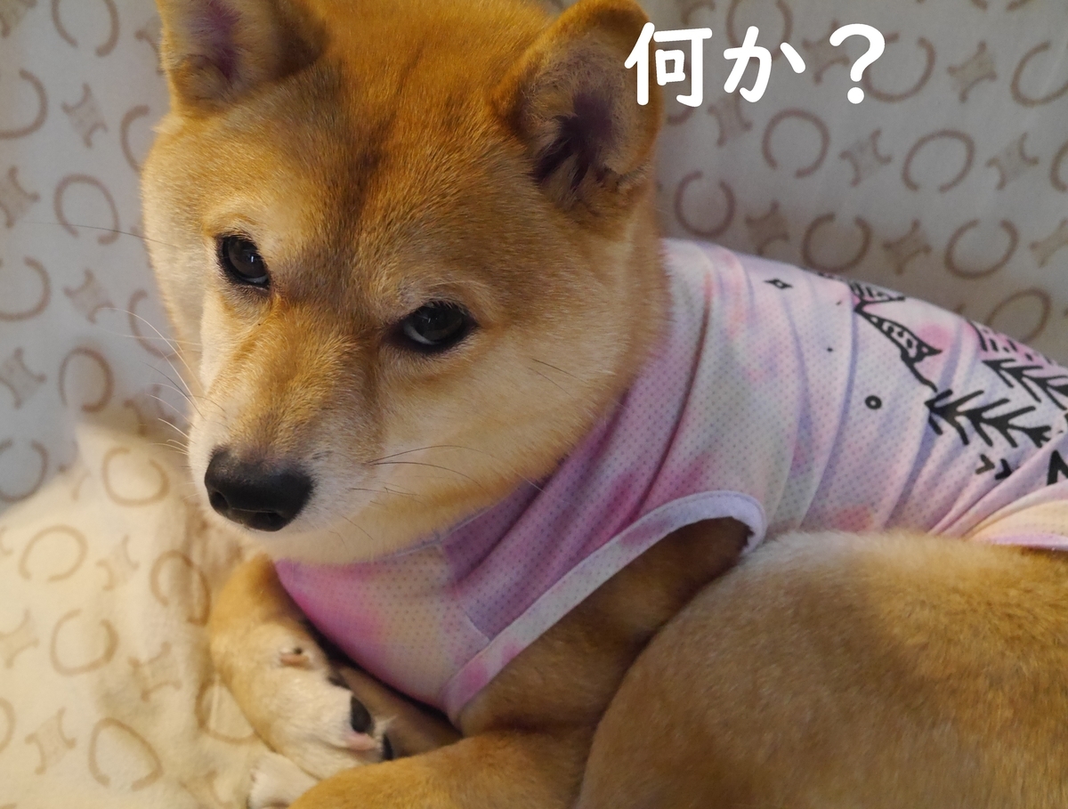f:id:hanatara:20210515092943j:plain