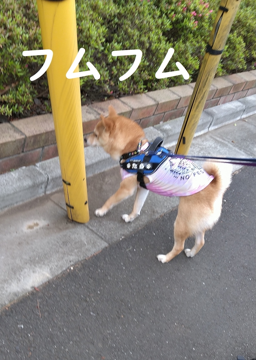 f:id:hanatara:20210515102424j:plain