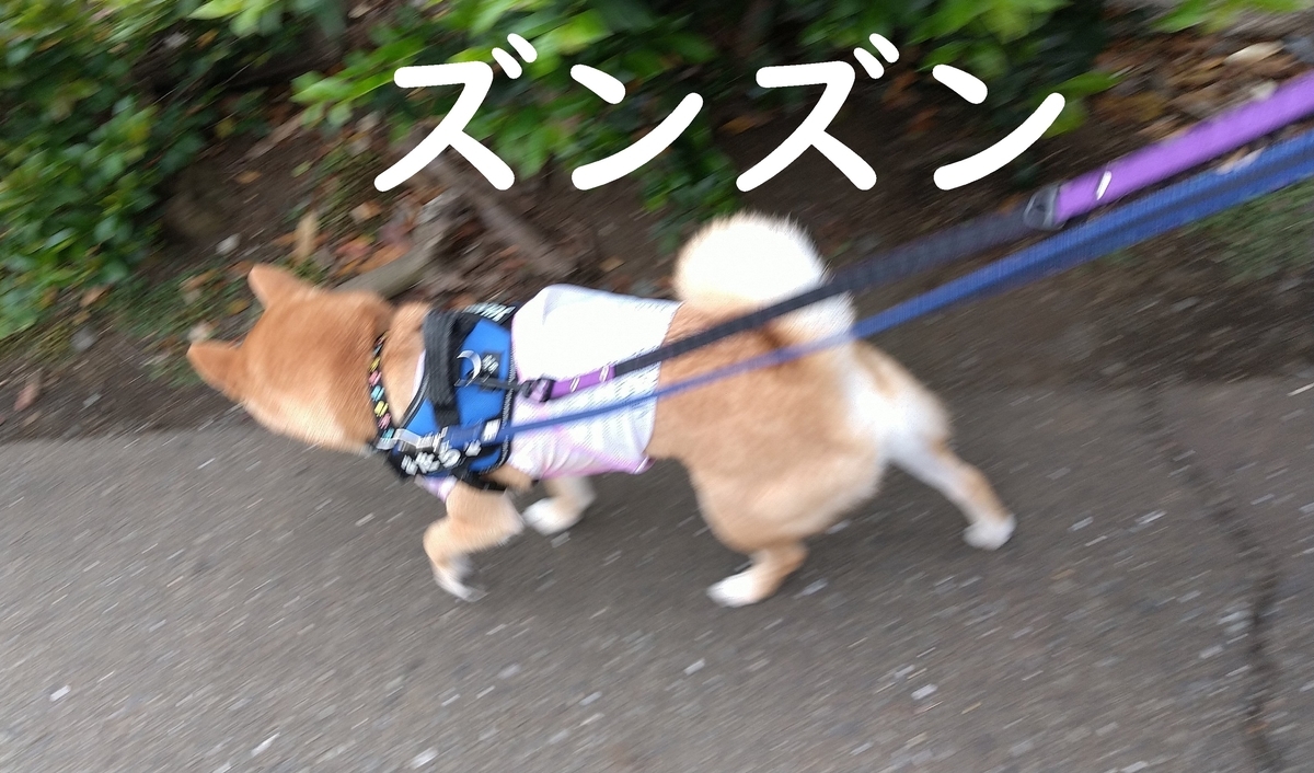f:id:hanatara:20210515102513j:plain