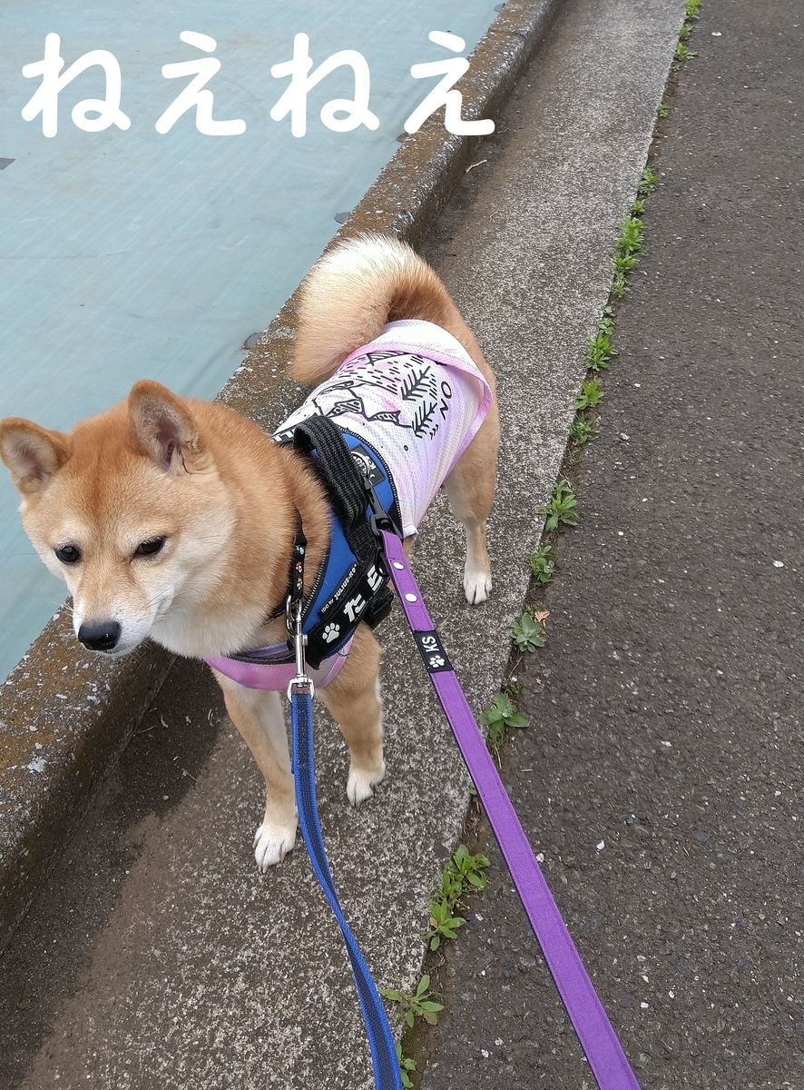 f:id:hanatara:20210515103826j:plain