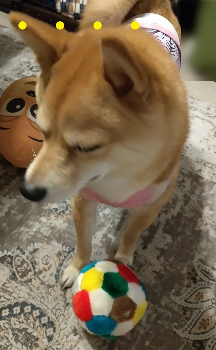 f:id:hanatara:20210515104921j:plain