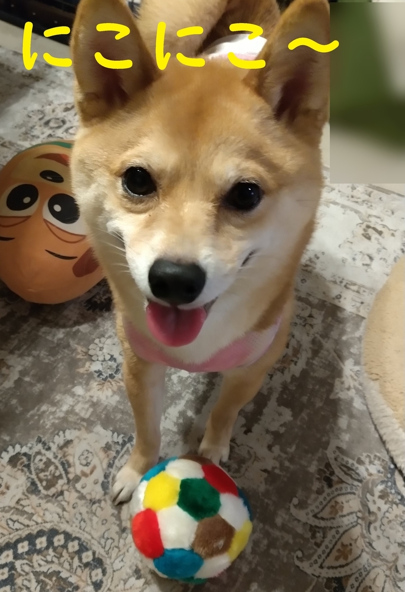 f:id:hanatara:20210515105027j:plain