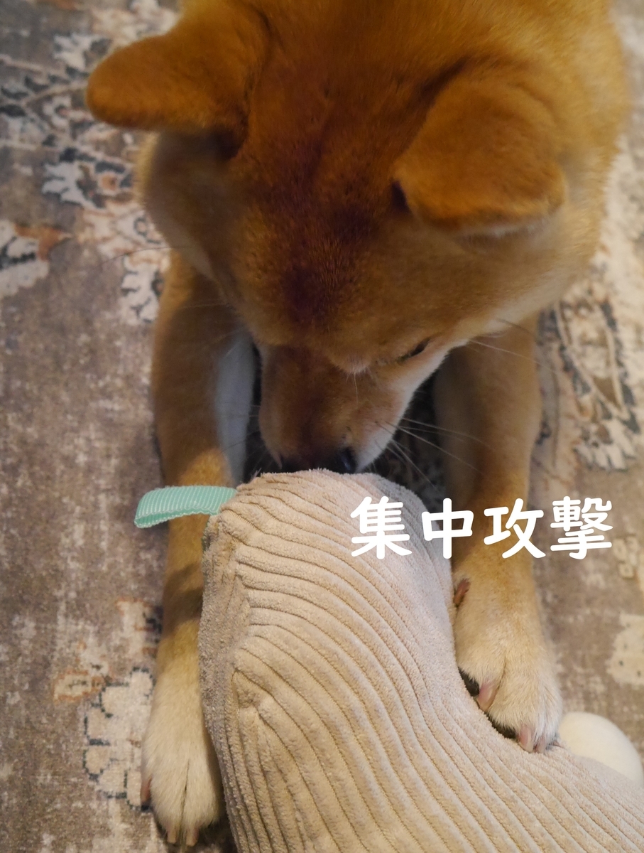 f:id:hanatara:20210518082557j:plain