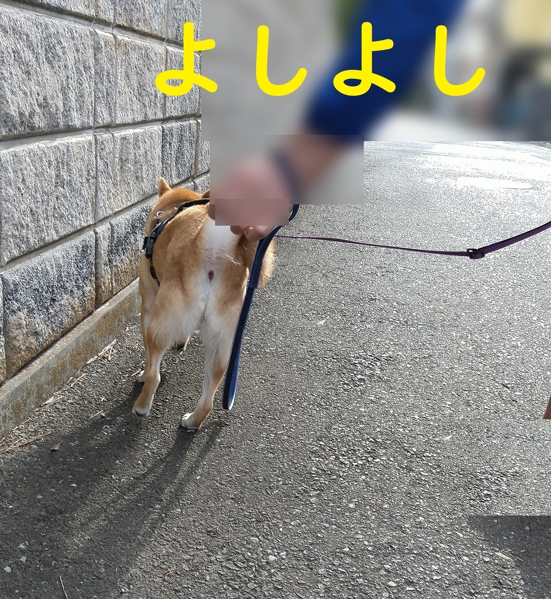 f:id:hanatara:20210518133155j:plain