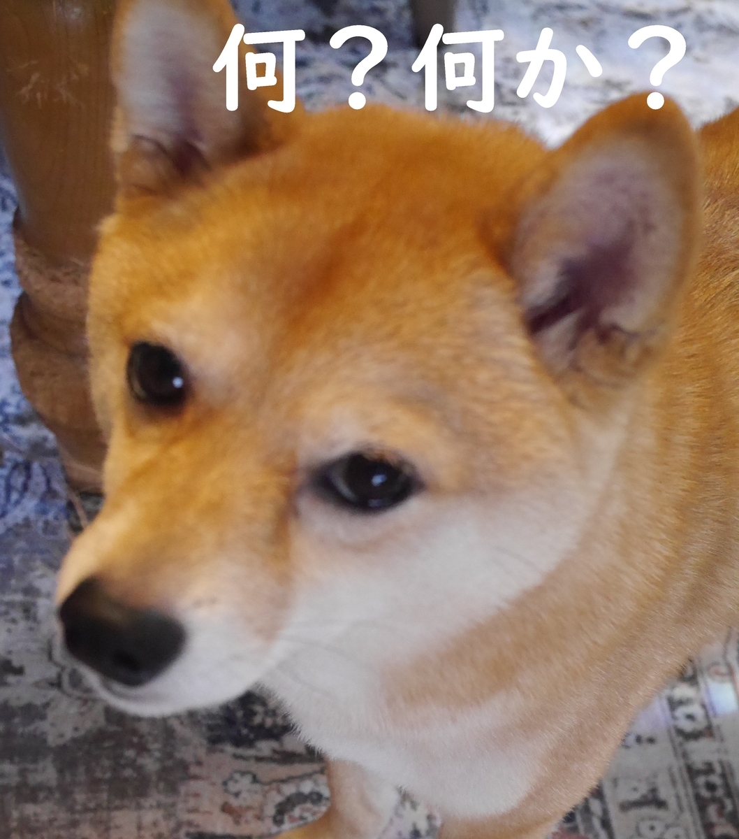 f:id:hanatara:20210522090941j:plain