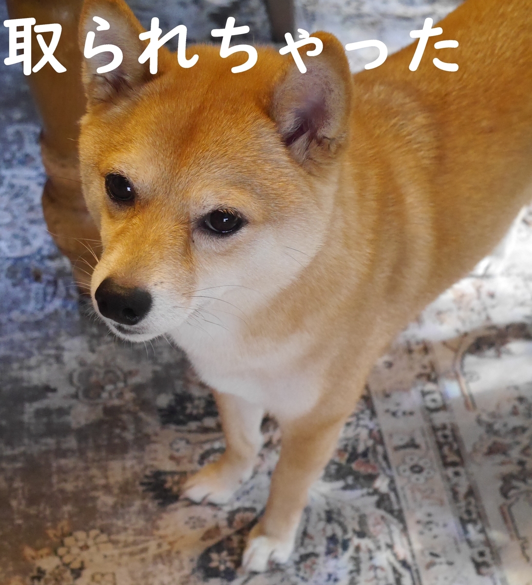 f:id:hanatara:20210522091848j:plain