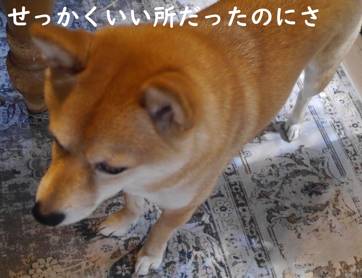 f:id:hanatara:20210522091926j:plain