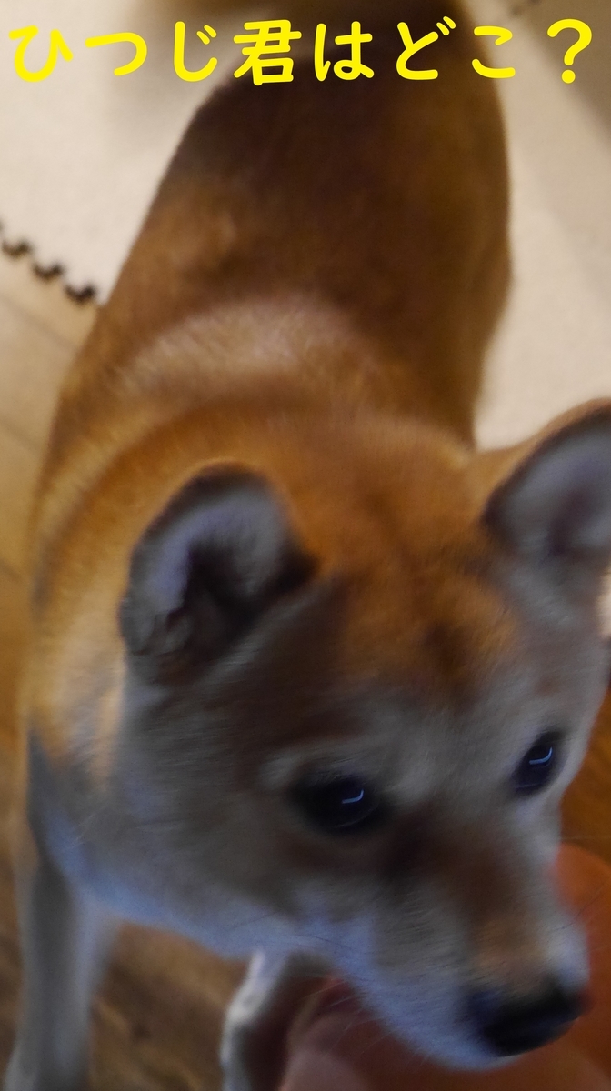 f:id:hanatara:20210522092236j:plain