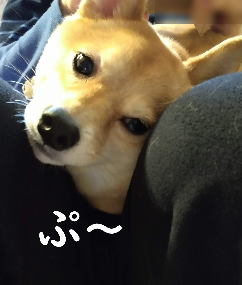f:id:hanatara:20210522104144j:plain
