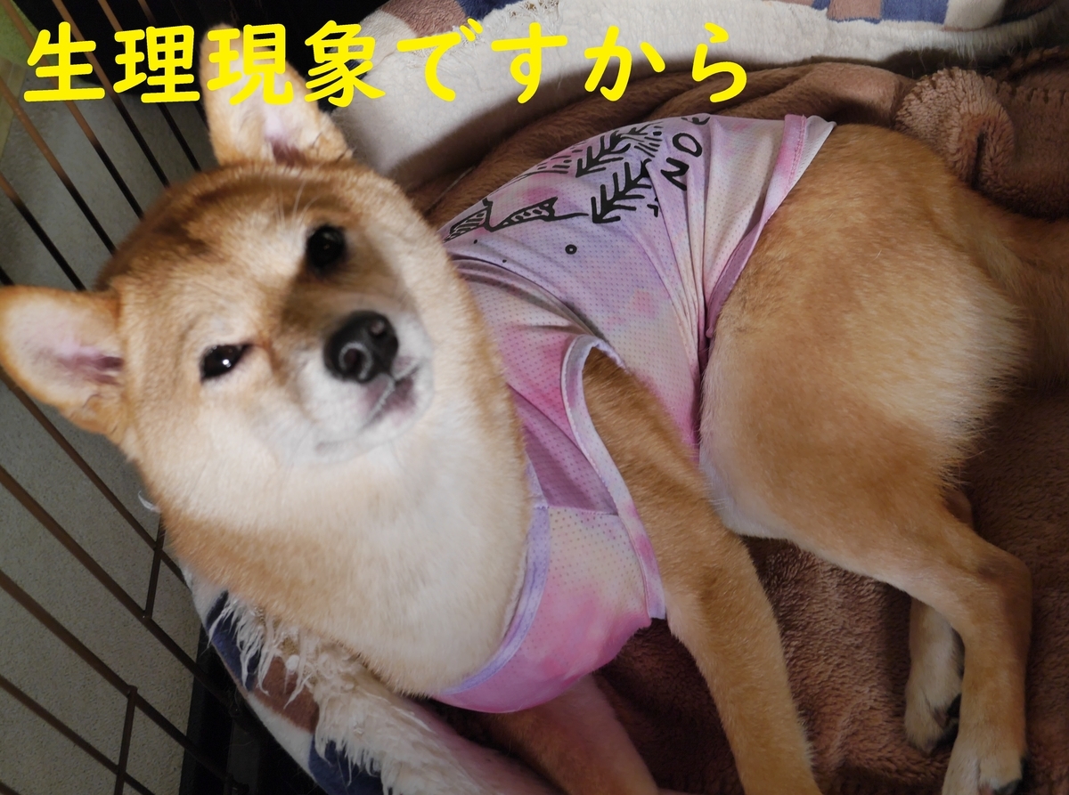 f:id:hanatara:20210522104713j:plain
