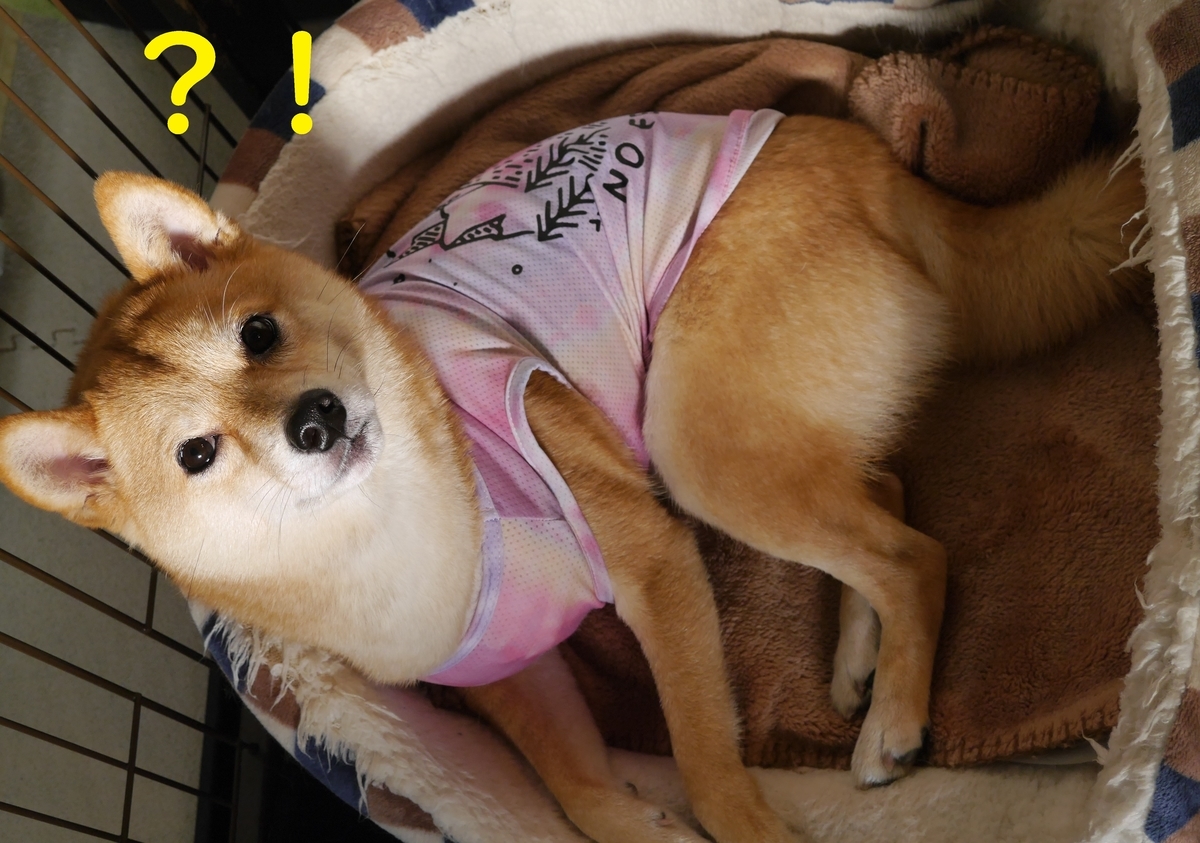 f:id:hanatara:20210522104849j:plain