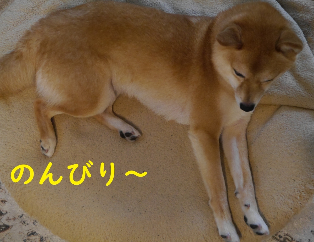 f:id:hanatara:20210522123105j:plain