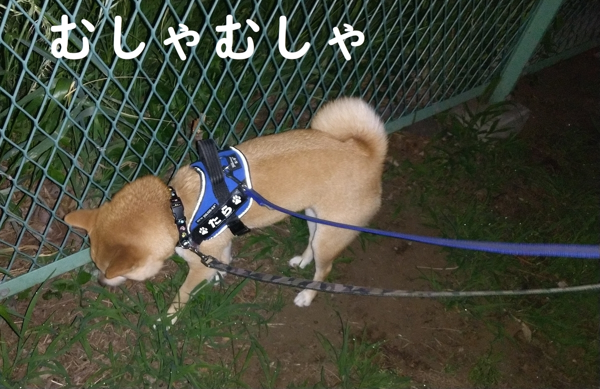 f:id:hanatara:20210525110500j:plain