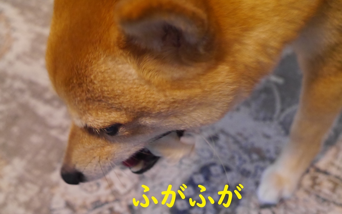 f:id:hanatara:20210525132342j:plain