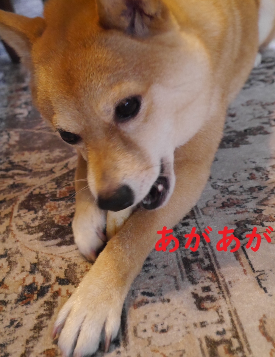 f:id:hanatara:20210525132426j:plain
