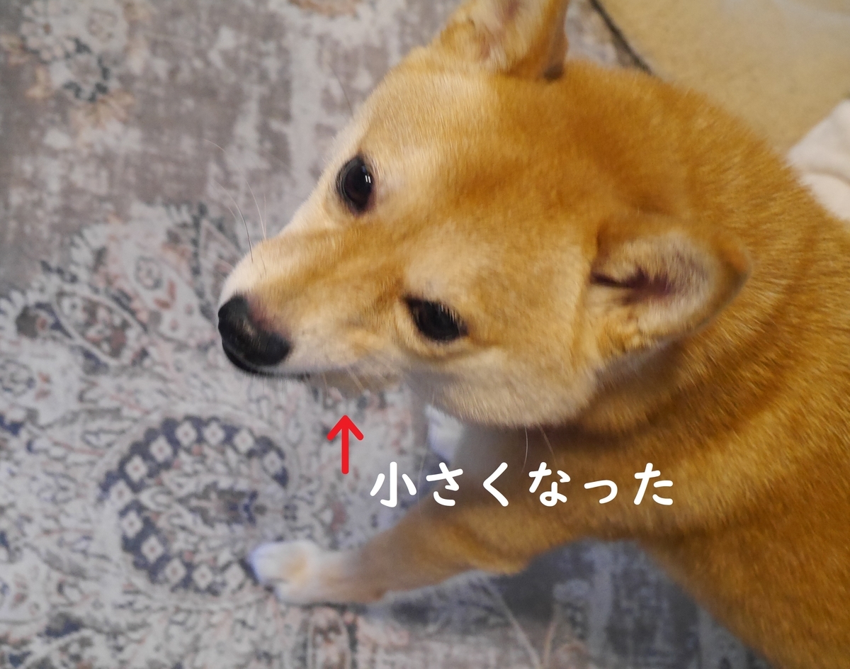 f:id:hanatara:20210525133108j:plain