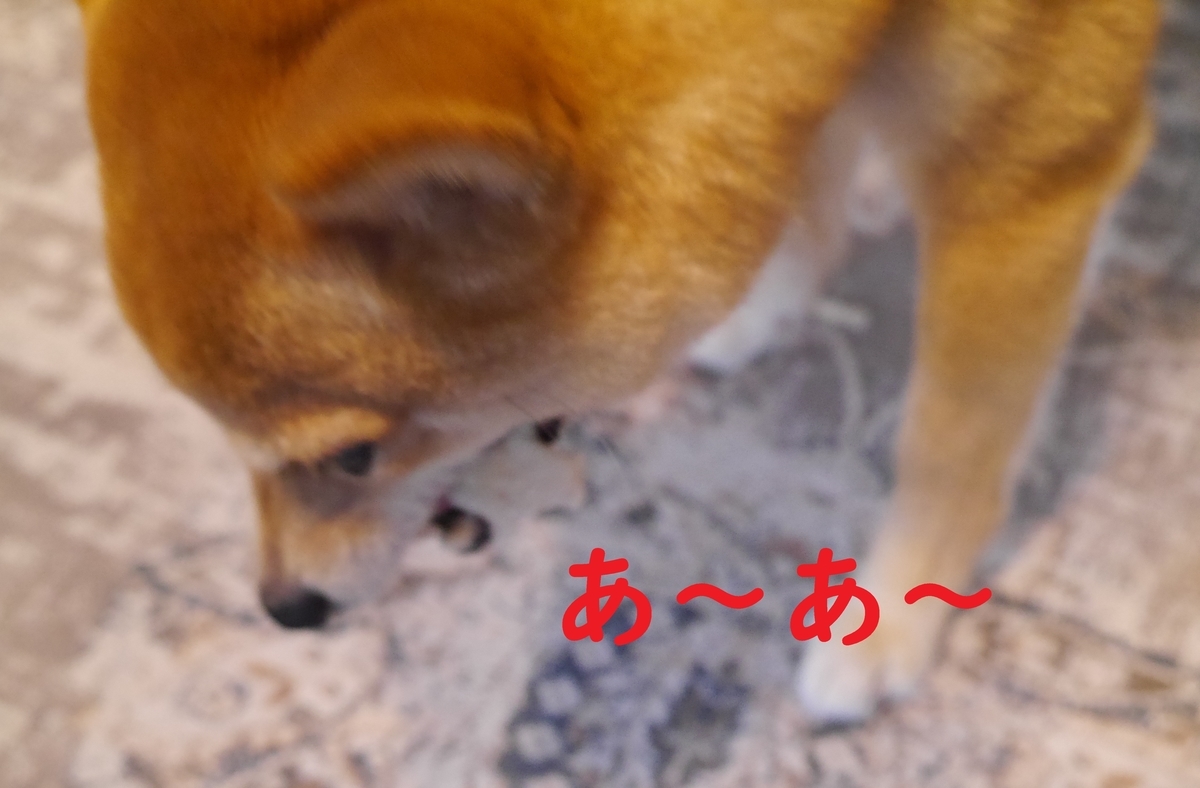 f:id:hanatara:20210525133233j:plain