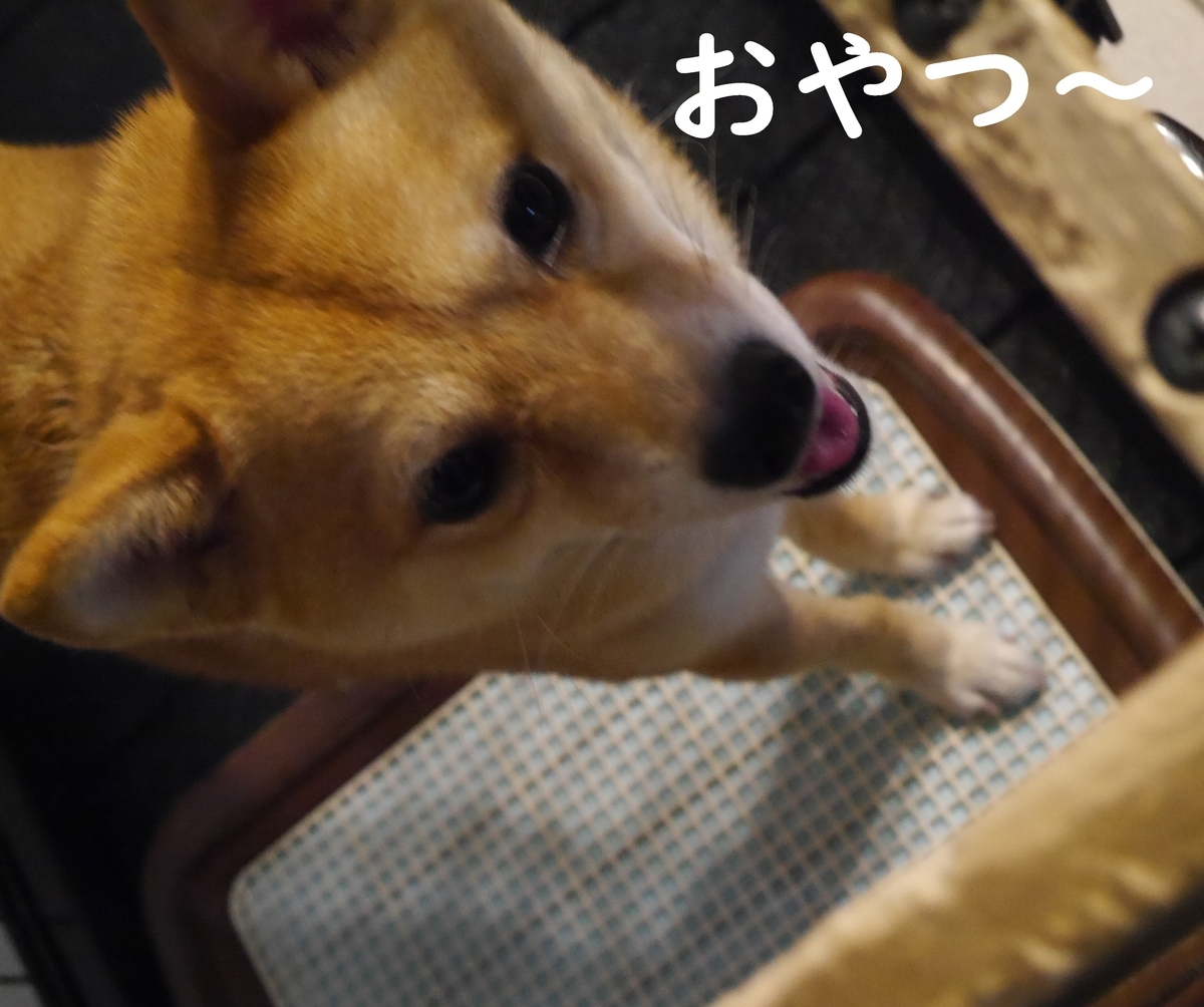 f:id:hanatara:20210529080153j:plain