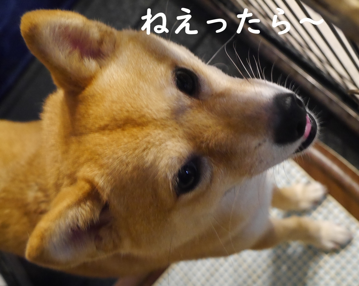 f:id:hanatara:20210529080302j:plain