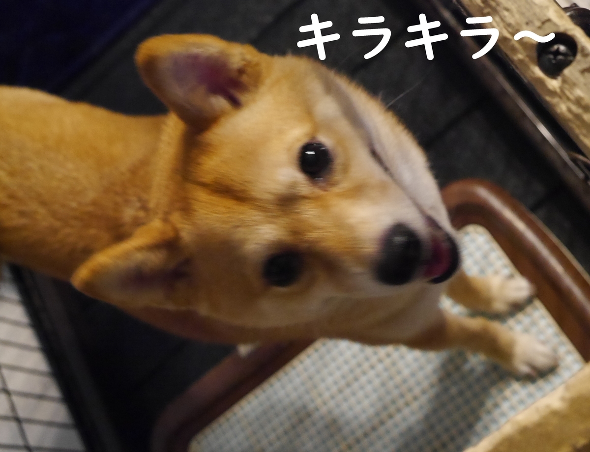 f:id:hanatara:20210529080452j:plain