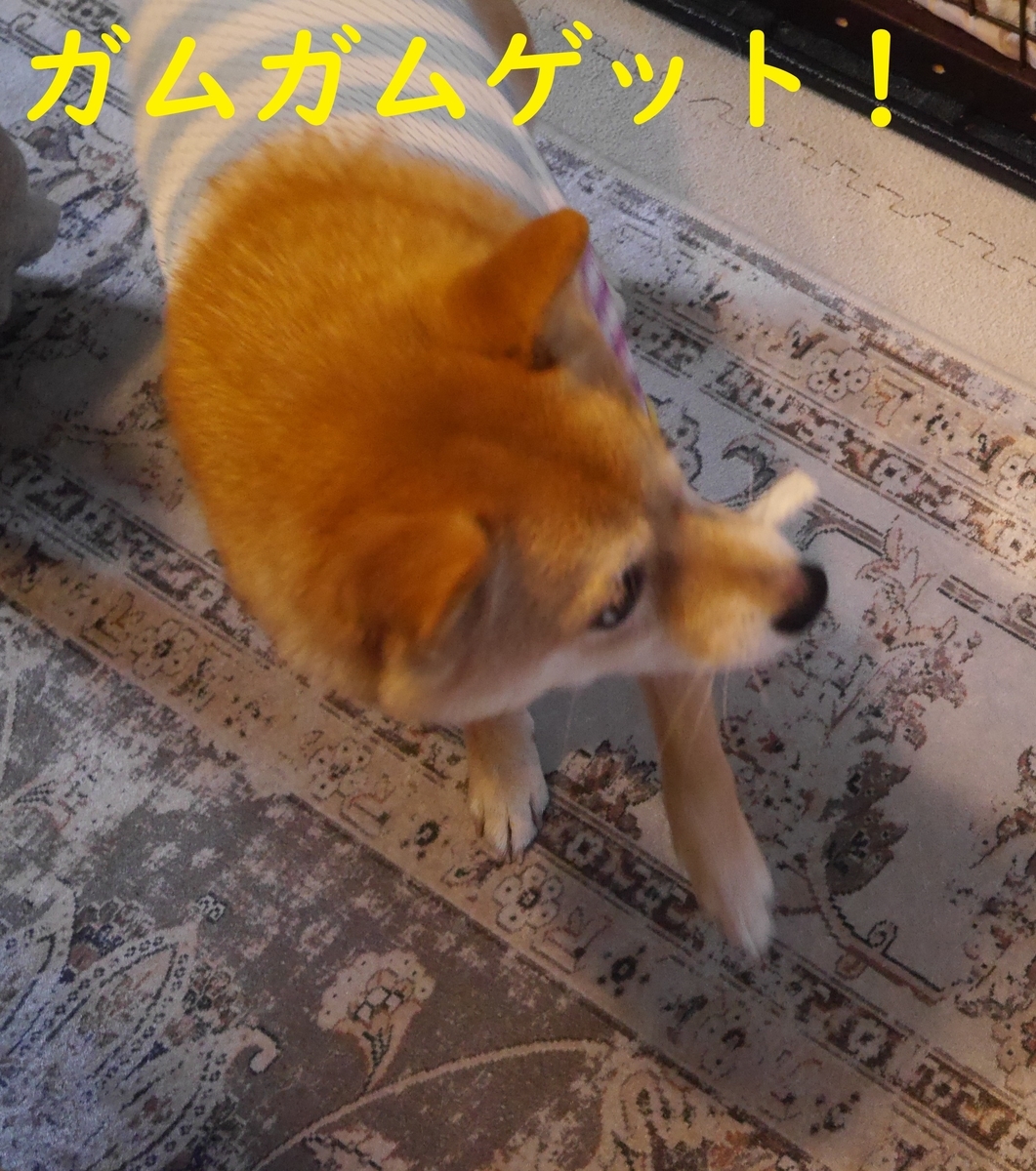 f:id:hanatara:20210530081039j:plain