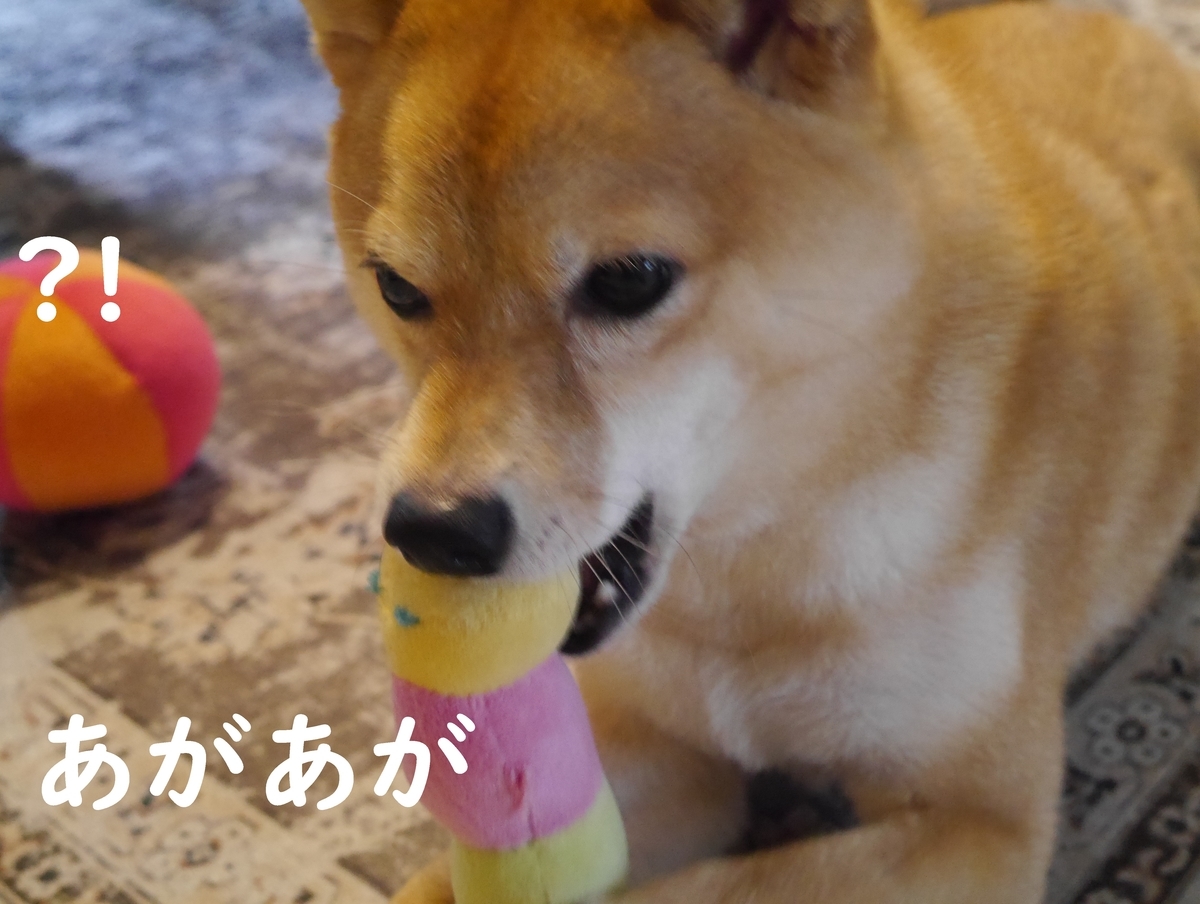 f:id:hanatara:20210530095114j:plain
