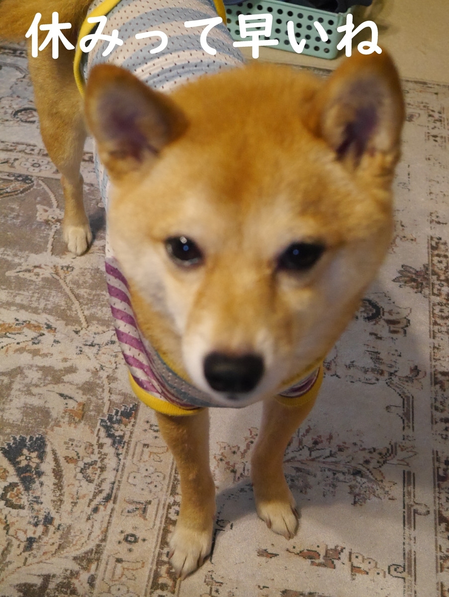 f:id:hanatara:20210530100548j:plain