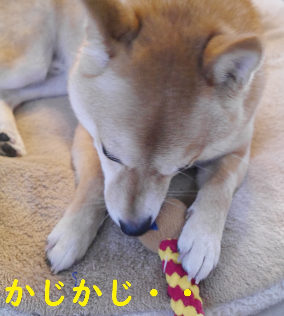 f:id:hanatara:20210602110420j:plain