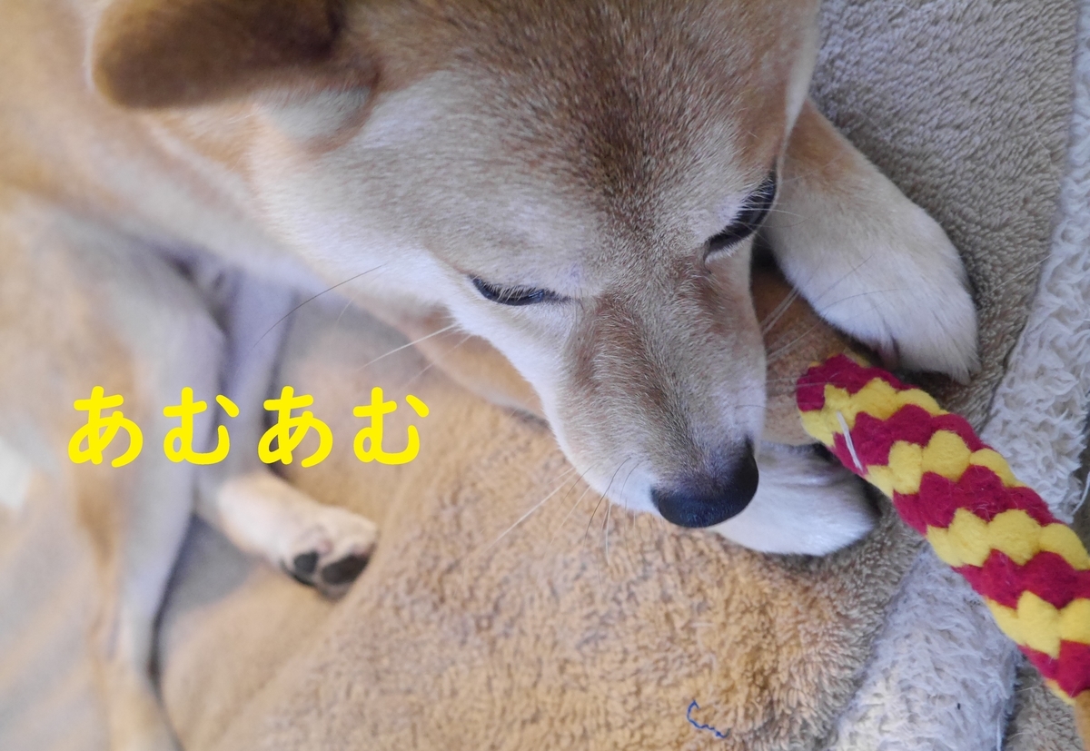 f:id:hanatara:20210602110851j:plain