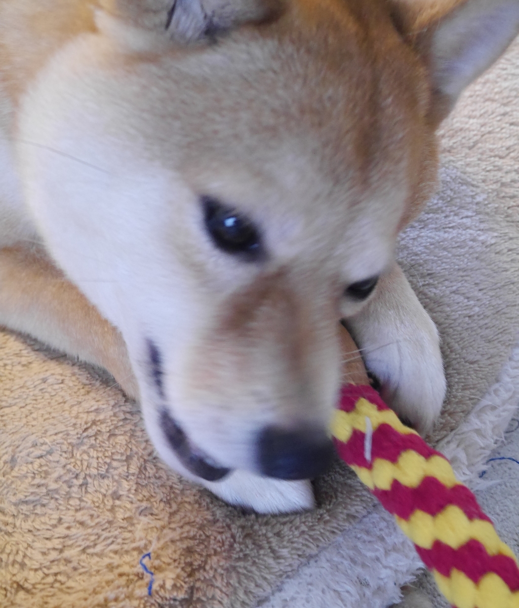 f:id:hanatara:20210602110935j:plain