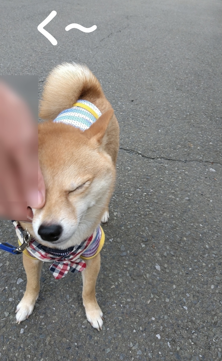 f:id:hanatara:20210602125650j:plain