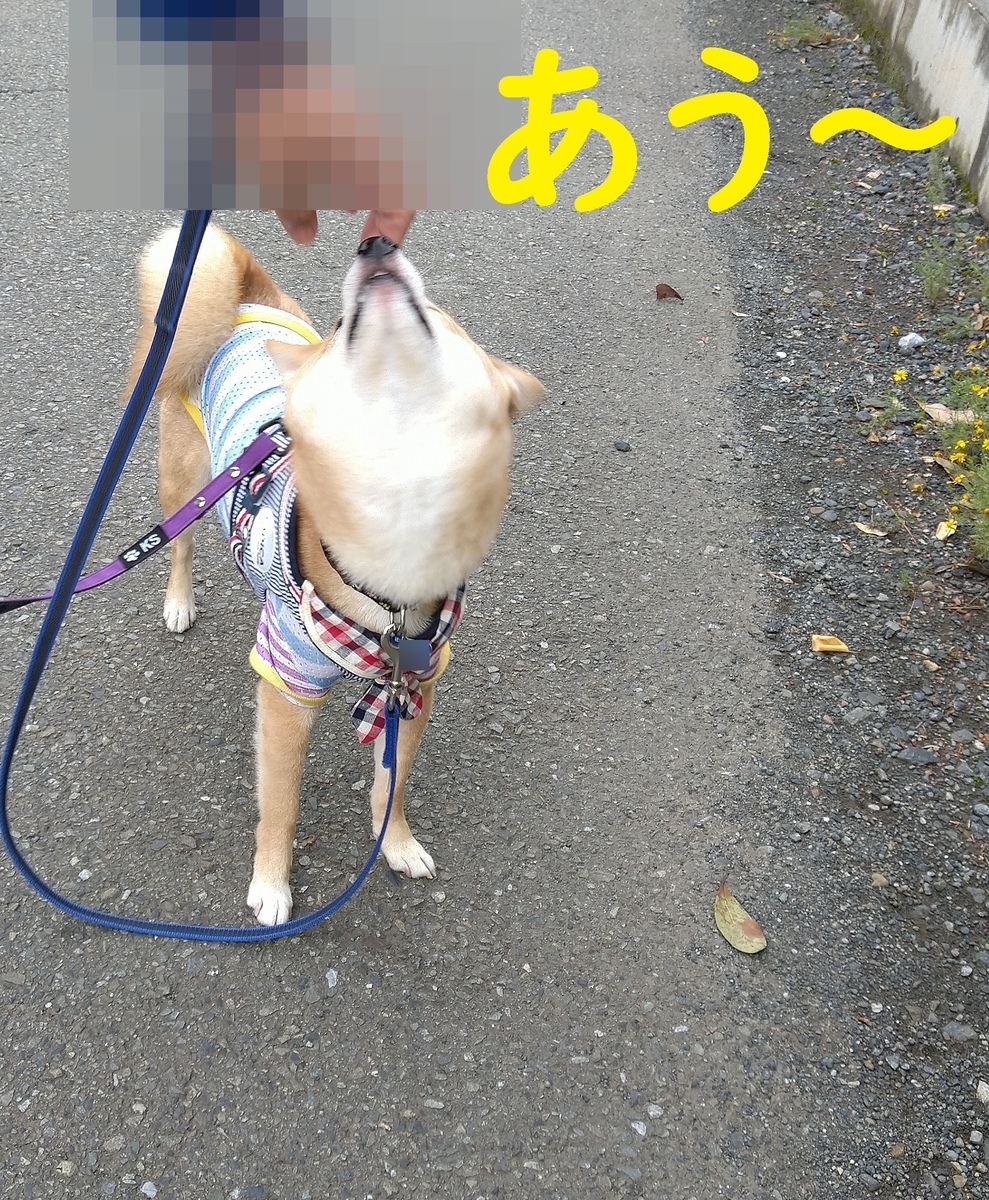 f:id:hanatara:20210602125807j:plain
