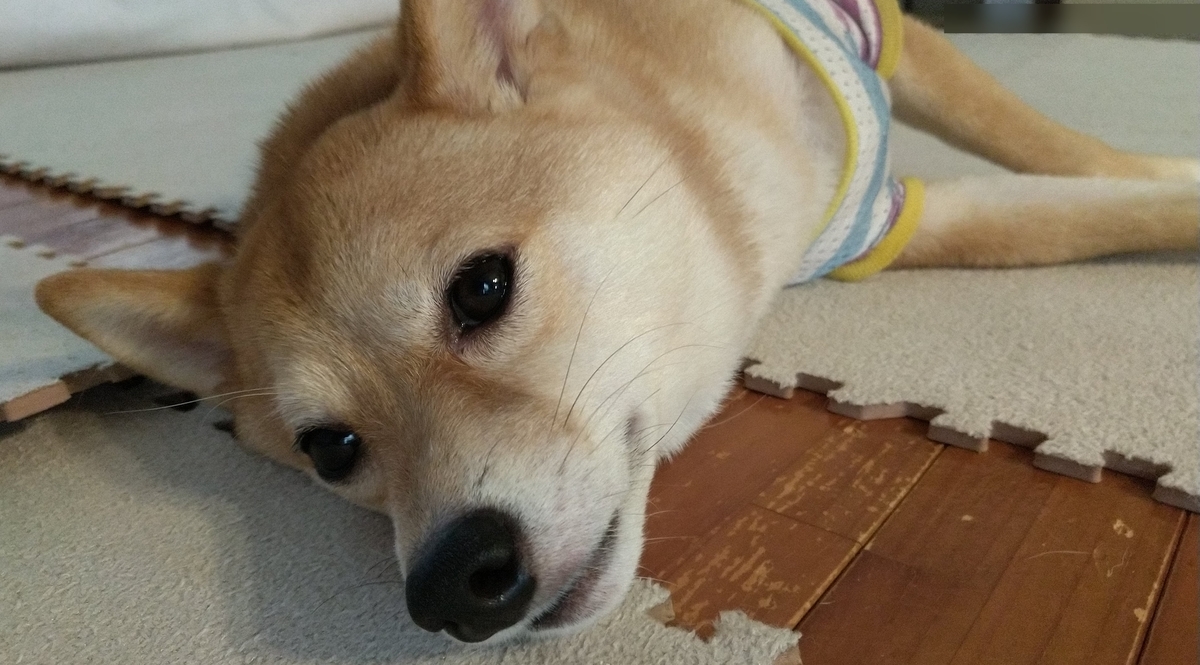 f:id:hanatara:20210602130543j:plain