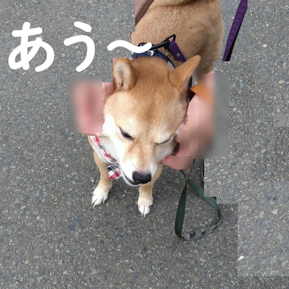 f:id:hanatara:20210606084419j:plain