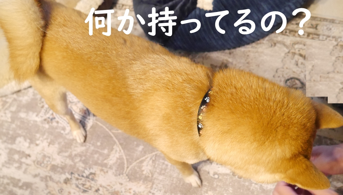 f:id:hanatara:20210608074736j:plain