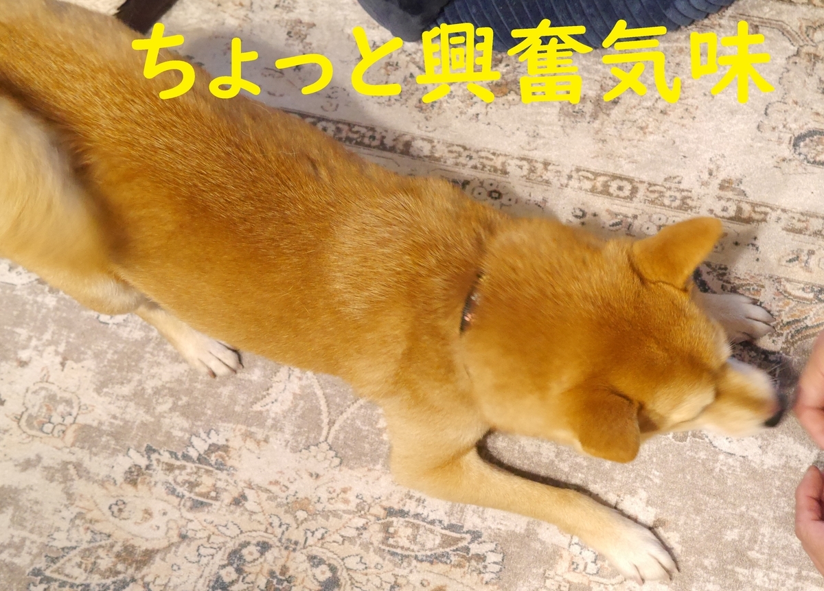 f:id:hanatara:20210608075220j:plain