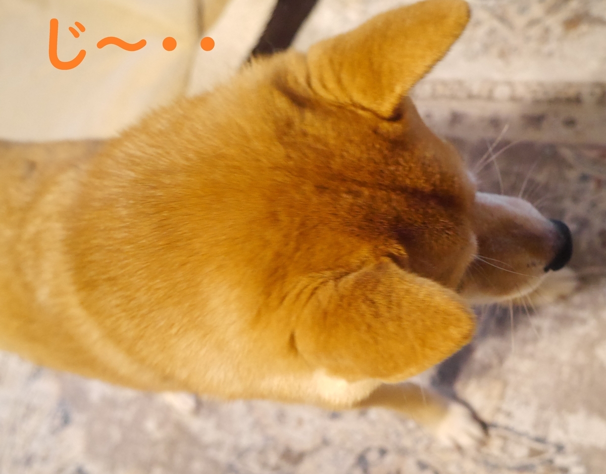 f:id:hanatara:20210608075403j:plain