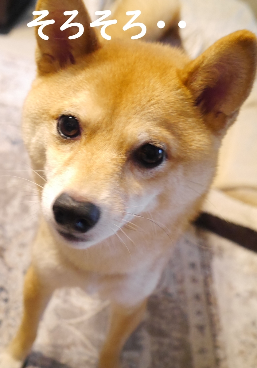 f:id:hanatara:20210608075613j:plain