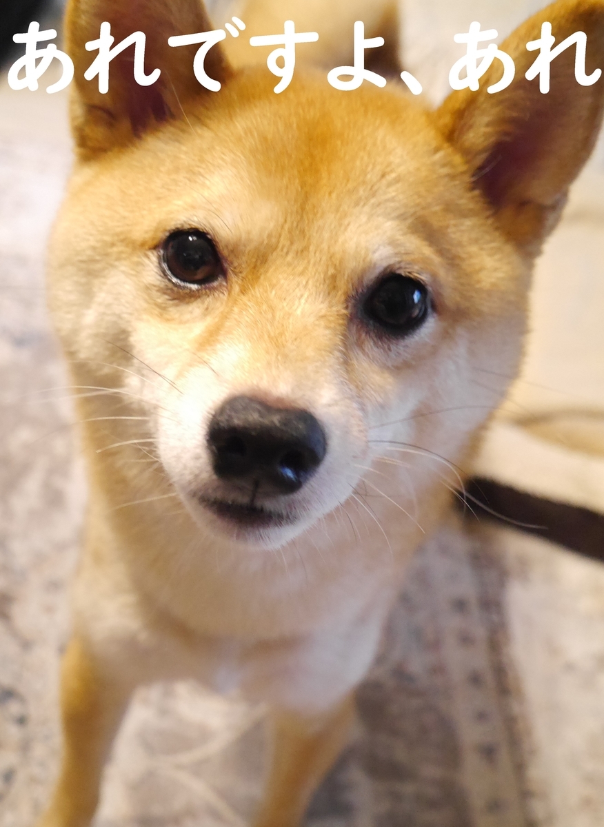 f:id:hanatara:20210608075657j:plain