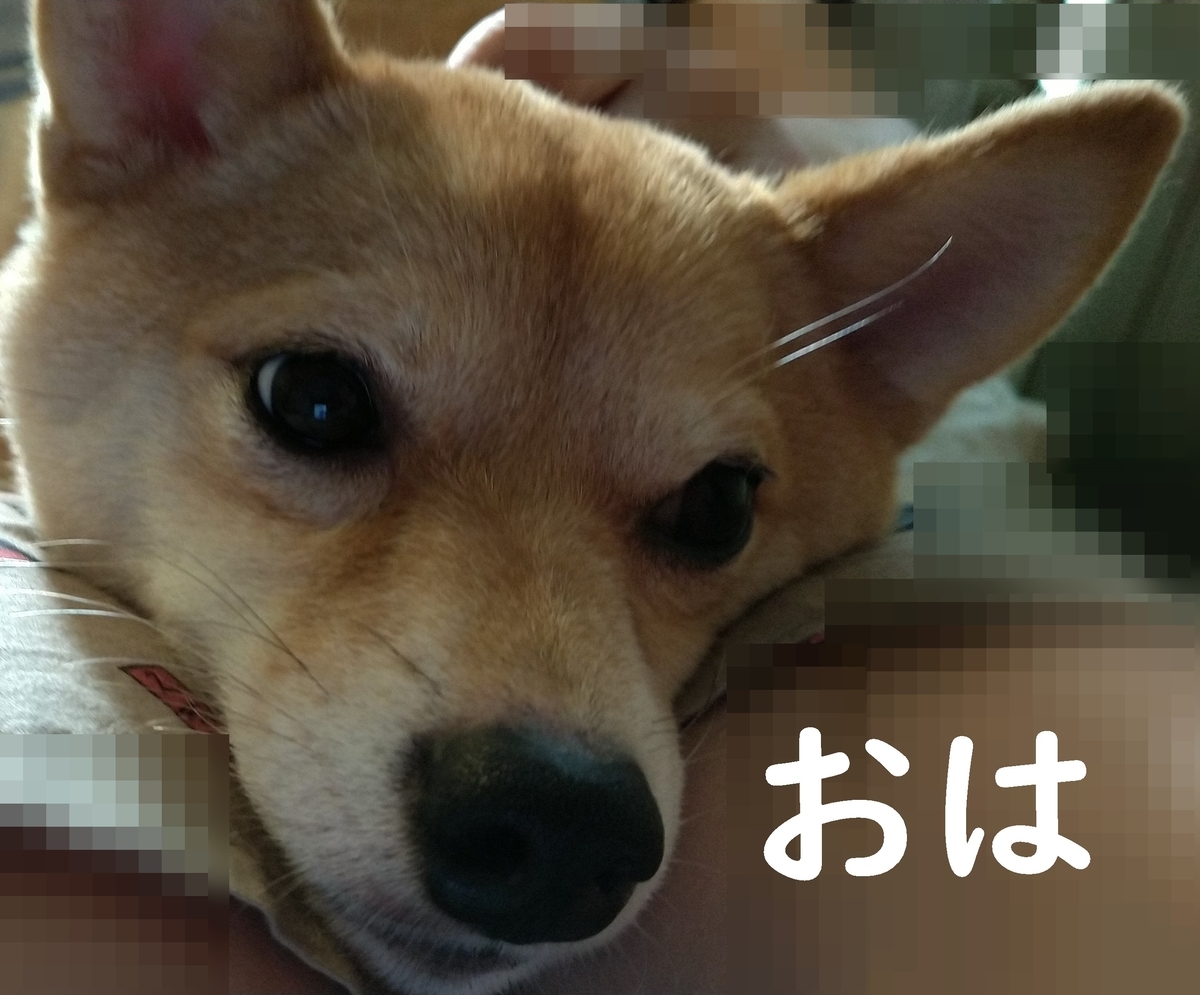 f:id:hanatara:20210608102113j:plain