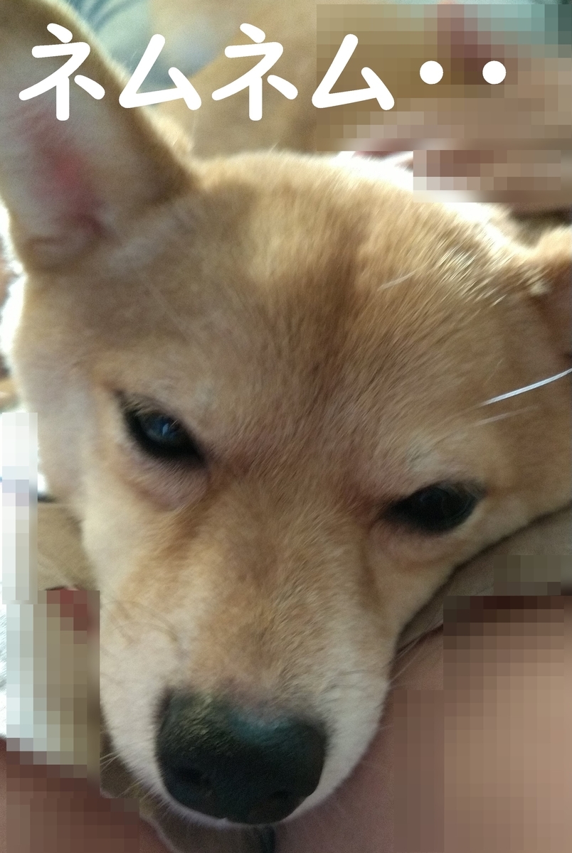 f:id:hanatara:20210608102449j:plain