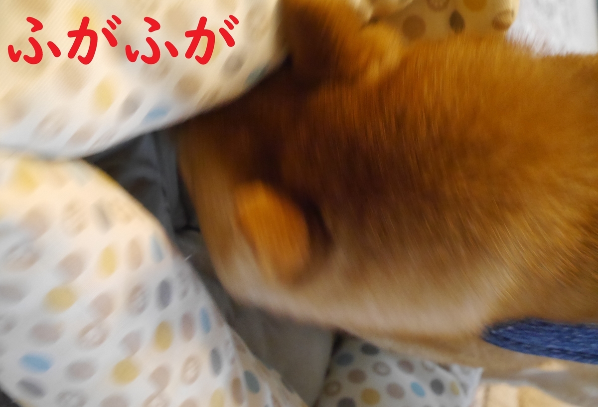 f:id:hanatara:20210612113158j:plain